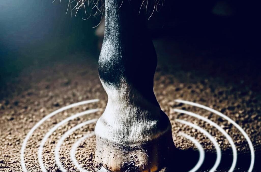 Escuchar con los pies: la sabiduría silenciosa del caballo